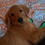 cute golden retriever puppies for sale near me